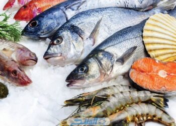 أسعار السمك