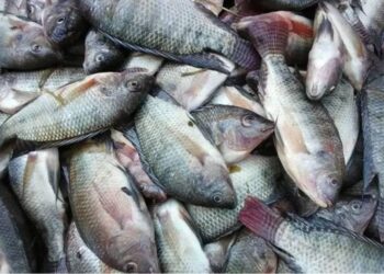 أسعار السمك