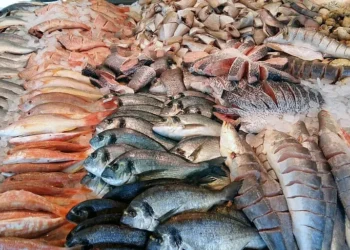 أسعار السمك