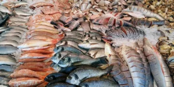 أسعار السمك