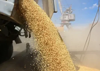 إنتاج الحبوب