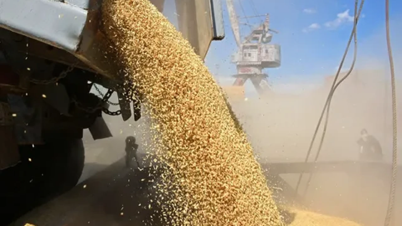 إنتاج الحبوب