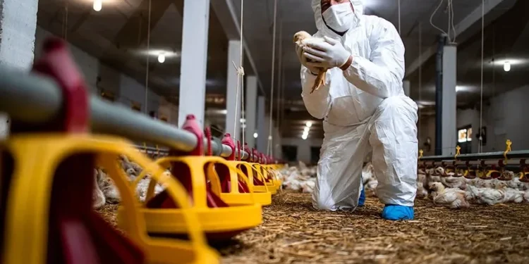 إنفلونزا الطيور