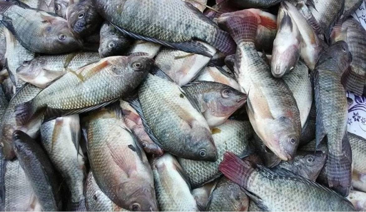 أسعار السمك
