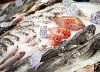 أسعار السمك