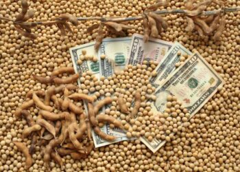 أسعار فول الصويا