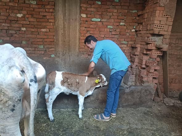 التلقيح الاصطناعي