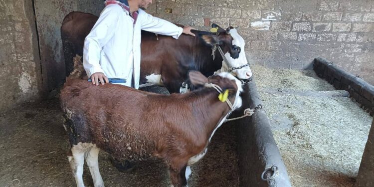 التلقيح الاصطناعي