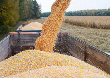 الحبوب الأوكراني