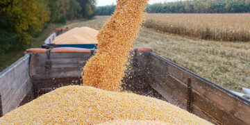 الحبوب الأوكراني