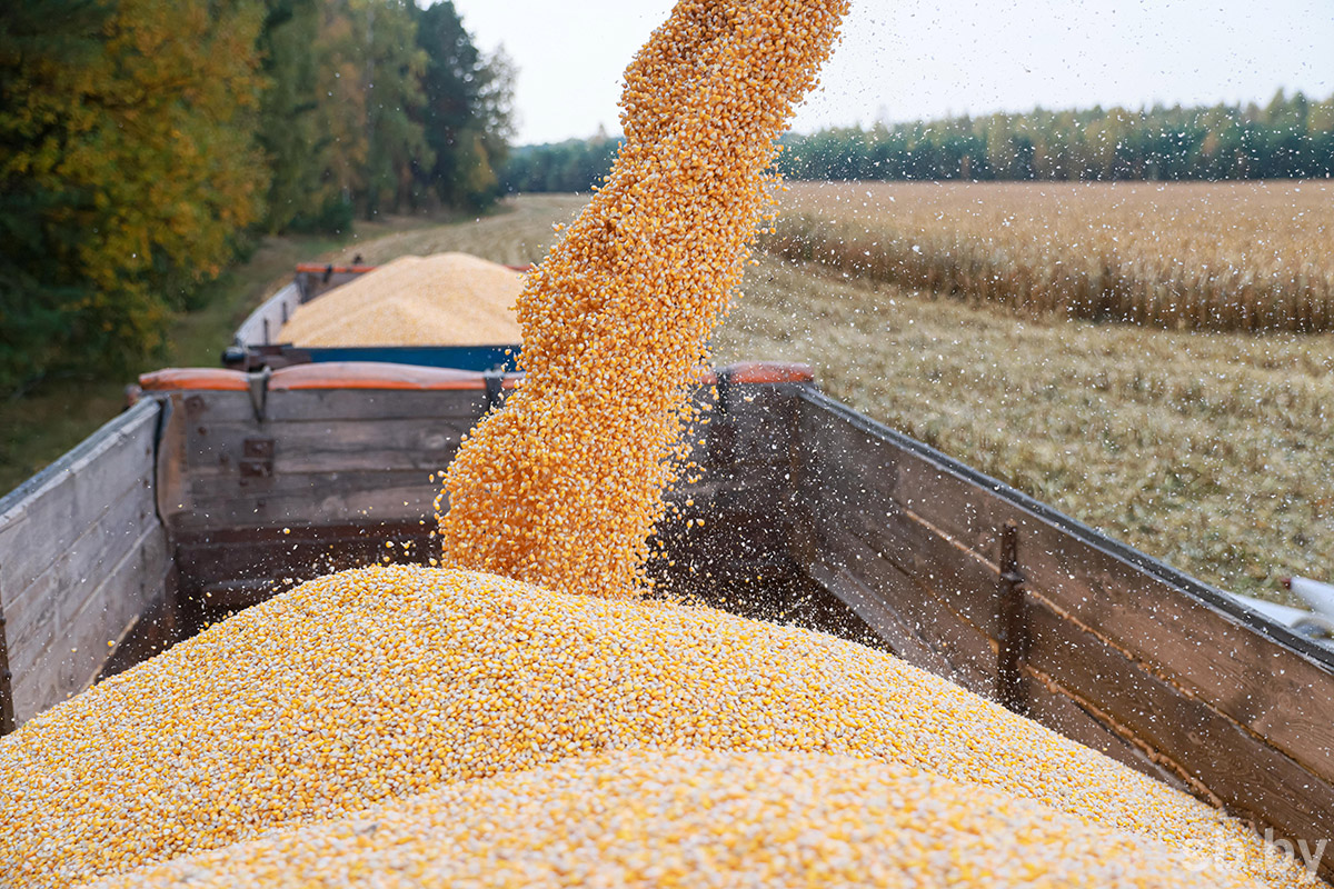 الحبوب الأوكراني