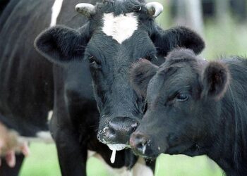 الحمى القلاعية