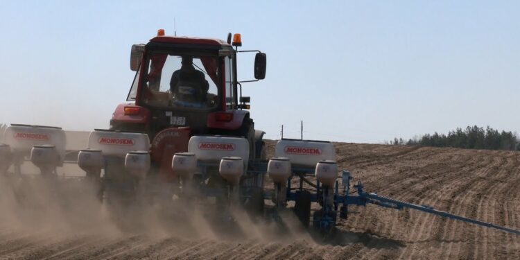 زراعة الذرة