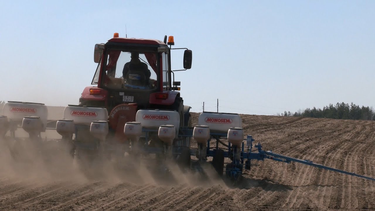 زراعة الذرة