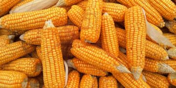 العقود الآجلة للذرة