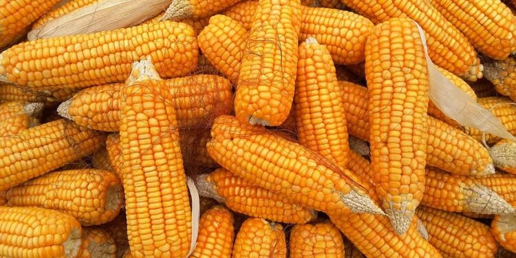 العقود الآجلة للذرة