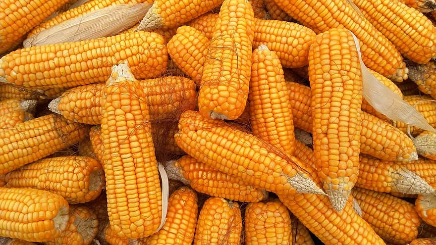 العقود الآجلة للذرة