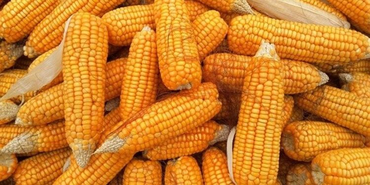 الذرة