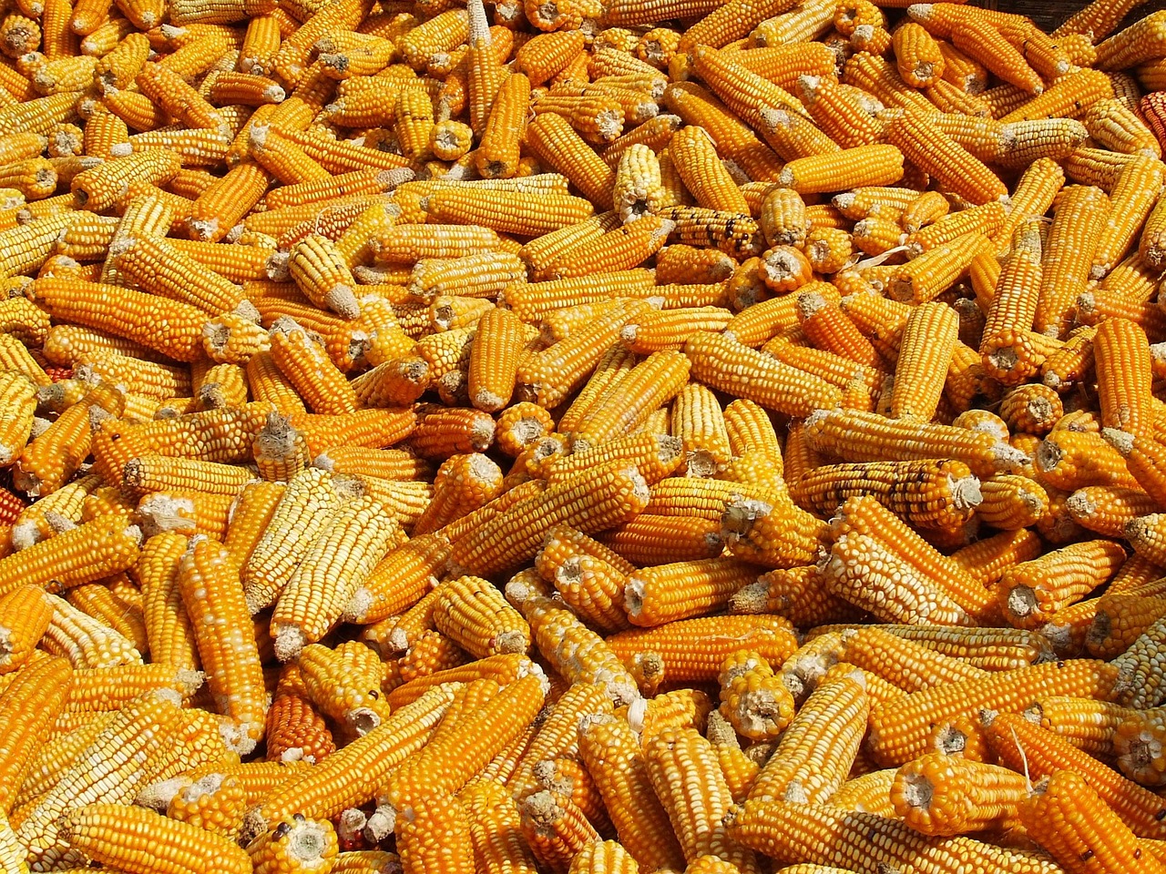 الذرة