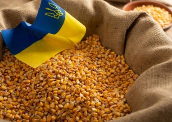 الذرة الأوكراني