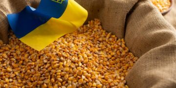 الذرة الأوكراني