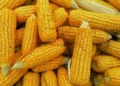 الذرة