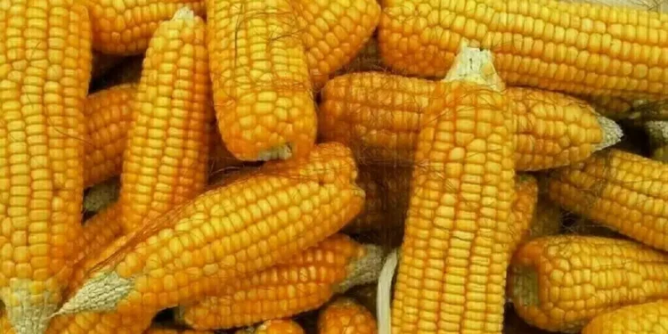 الذرة
