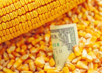 الذرة الأوكراني