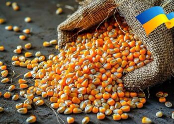 الذرة الاوكراني