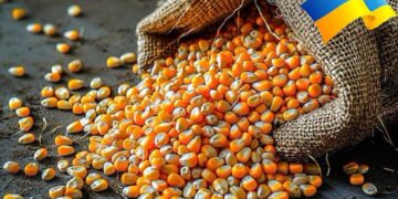 الذرة الاوكراني