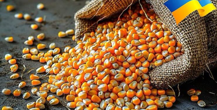 الذرة الاوكراني