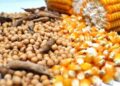 الذرة والصويا والقمح