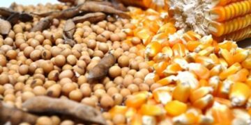 الذرة والصويا والقمح