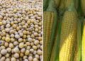 الذرة والصويا