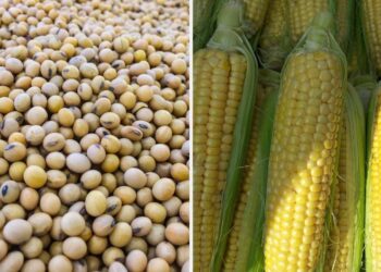 الذرة والصويا