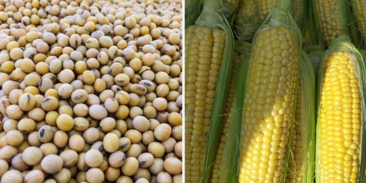 الذرة والصويا