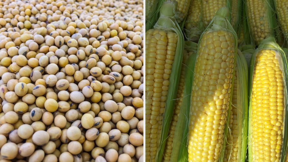 الذرة والصويا