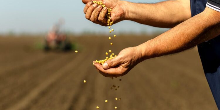 زراعة فول الصويا