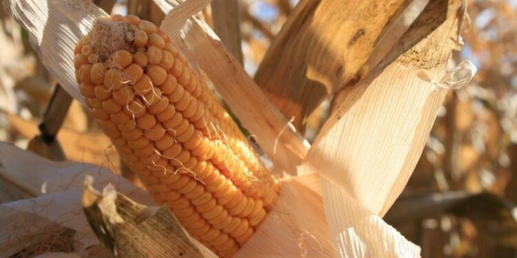 العقود الآجلة للذرة