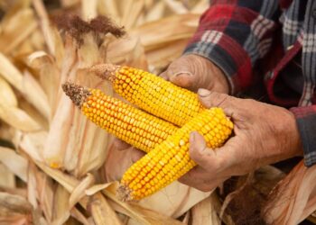 العقود الآجلة للذرة