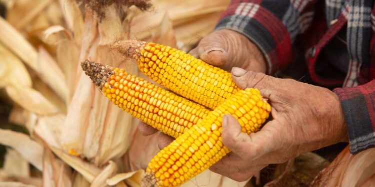 العقود الآجلة للذرة