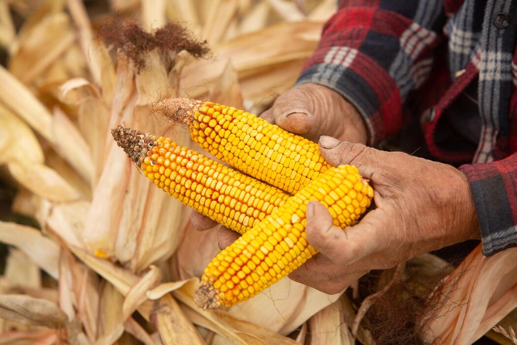 العقود الآجلة للذرة