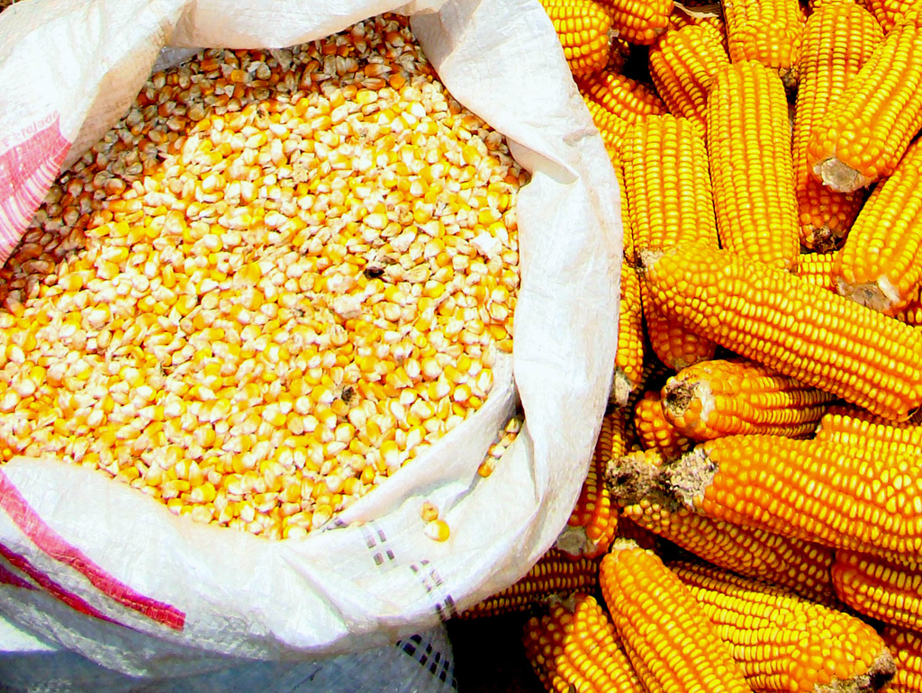 العقود الآجلة للذرة