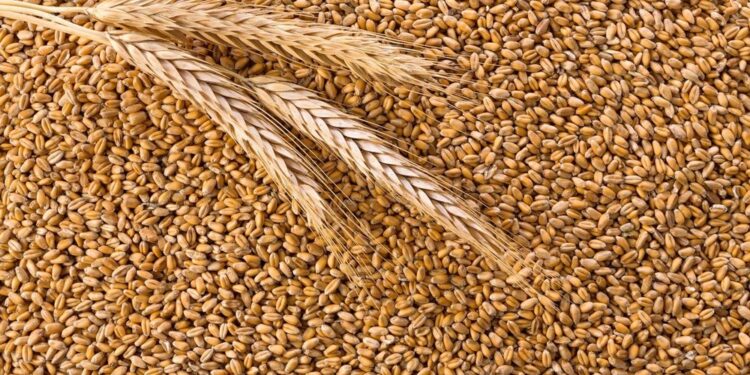 القمح