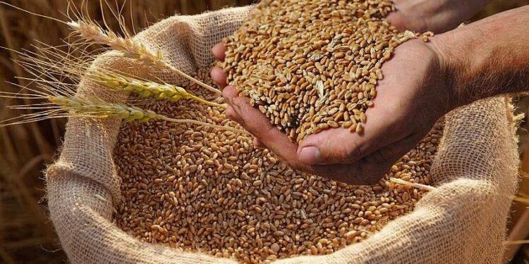 القمح الروسي