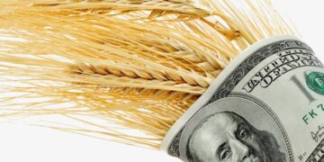 القمح الروسي