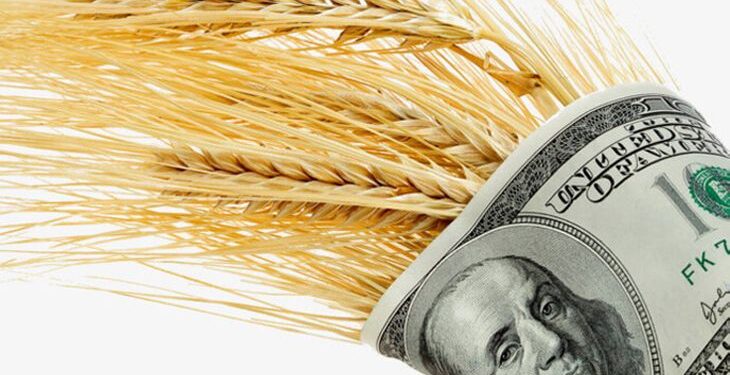 القمح الروسي