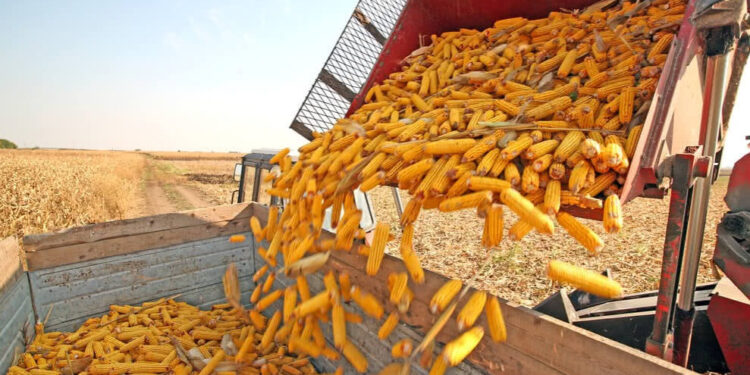 ألمانيا تخفض إنتاج محاصيل الحبوبية الرئيسية في عام 2026