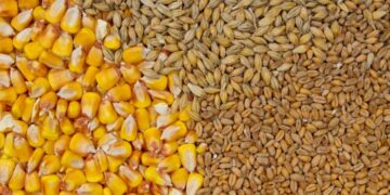 الذرة والقمح