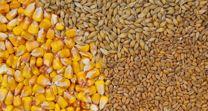 الذرة والقمح